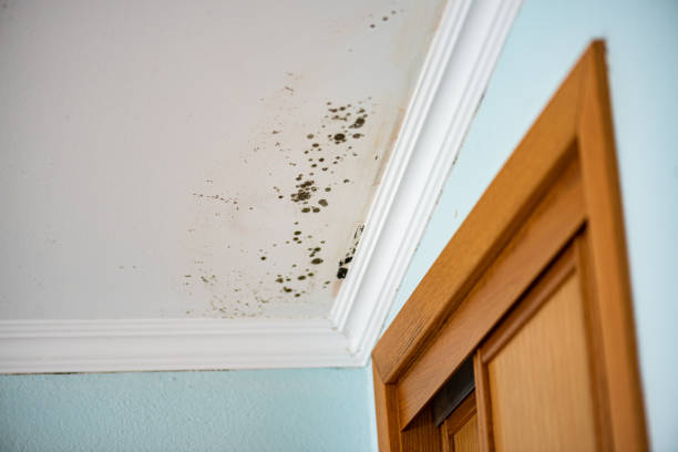 Best Preventive Mold Services in Queensland, MD