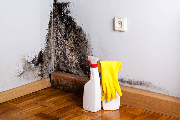 Queensland, MD Mold Remediation Company